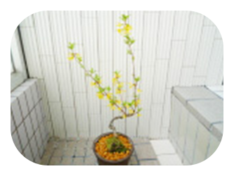 長い公園の写真