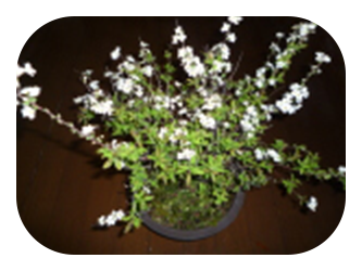 長い公園の写真